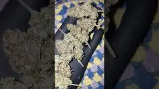 Northern Lights ☘️ #northernlights #flowers #cannabis