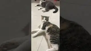 Relaxing with my pets HD Video no loop no sound dog and cat