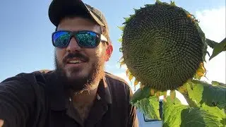 Dove Field Update 8/5/2017