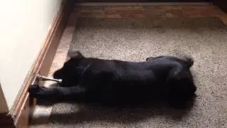 Kelly the Killer Hound!! Black Labrador Puppy vs Door Stop