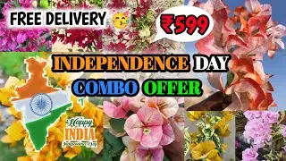 INDEPENDENCE DAY SPECIAL COMBO ONLY ₹599🔥| ALL INDIA HOME DELIVERY🚚| BOUGENVELIYA PLATFORM KOLKATA🌿