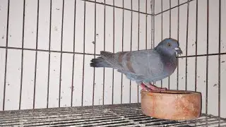 জালালি কবুতরের খামার 