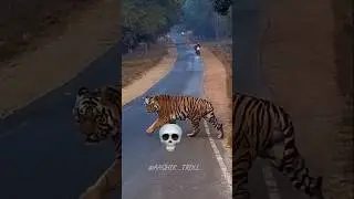 Dangerous Animals In Road 💀