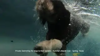 Remi the Bernedoodle looks really cool underwater.