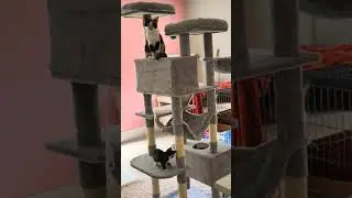 Hey-brother Cat Tree, XL Cozy Cat Tower, 69 Inch Tall Cat Condo with Hammock, Basket, Scratching Pos