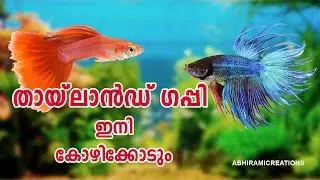 Aaniss Guppy Farm Calicut.തായ്‌ലൻഡ്  ഗപീസ്  ഇനി  കോഴിക്കോട്ടും