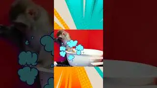 Kiki Monkey best videos complaint one hours | Kiki Monkey