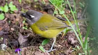 Common Bush-Tanager (Chlorospingus flavopectus)