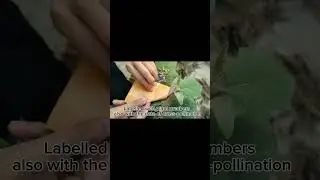 ARTIFICIAL HYBRIDISATION IN BRINJAL (Self-Pollinated Plant) GROUP 1
