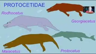 whale evolution