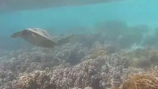 Vlog Trotter Australia : I'm swimming with the Turtle (Great Barrier of Reef)