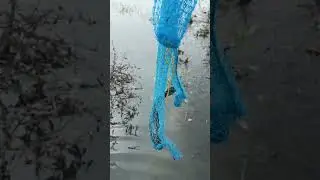 Fishing video in tamil village #snakehead #snakeshedfish #fishing