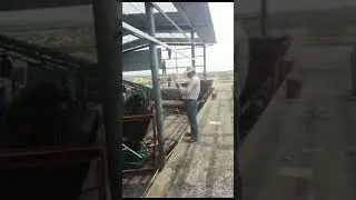 The Roller Press Machine Produces Charcoal Balls Charging out of The Machine