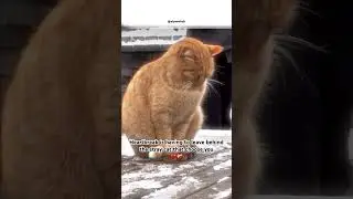We are their only hope 🥺💔 #cats #love #straycats #cat