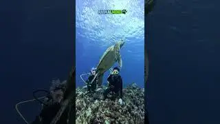 This Animal Navigates Better Than GPS...  #facts #wildlife #nature #animals