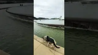 Off Leash Dog Training German Shepherd Guard Dog