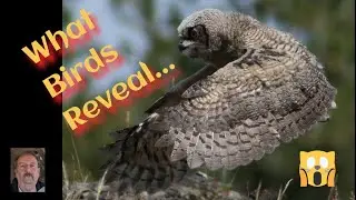 God&rsquo;s Character? ...On Display in Every Bird #trackinggod #trackinggodinnature #birds #migration