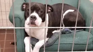 Shelter Dogs Relax in Donated Armchairs to Keep Stress Levels Down