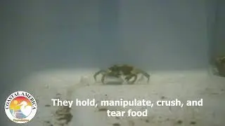 Hydroacoustic recording of a green crab (Carcinus maenus) feeding.
