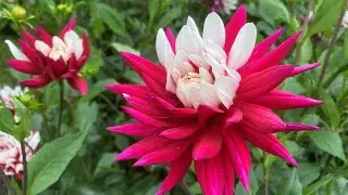 Dahlia - growing success tips in cold wet soil, featuring Dahlia Rebecca's world #garden #plant