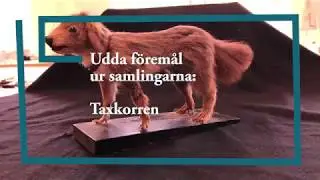 Den m&auml;rkliga taxkorren p&aring; V&auml;nersborgs museum