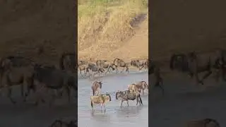 Wildlife migration happening now#migration #tembeakenya