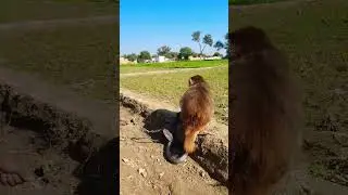 &ldquo;Monkey vs King Cobra &ndash; Intense Showdown Caught on Camera!&rdquo;