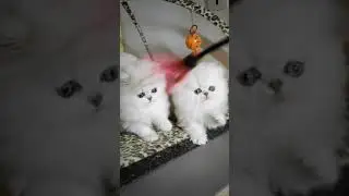 silver chinchilla kittens
