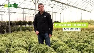Le PITTOSPORUM GOLF BALL 🏒, un petit ARBUSTE tr&egrave;s FACILE de culture 🧡💛💚