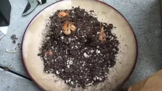 Garden Project - bulb storage part 1