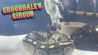 MOCHI | Lesser Axanthic VPI Royal / Ball Python | #feeding #highlights 💚🎬 (13.03.25)