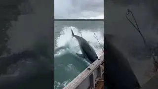 Crew Falls Into Shark & Tuna Frenzy