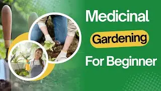 How to Start Your Own Medicinal Plants Garden: A Beginner's Guide