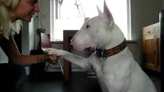 The ultimate fighting dog- bull terrier
