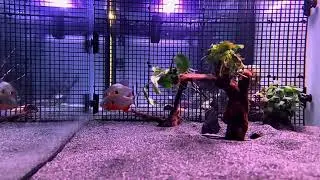 Pygocentrus Cariba Super Reds ( piranha ) 