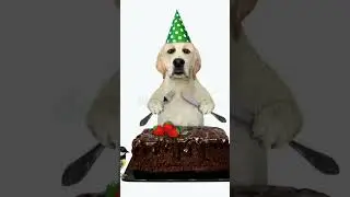 How it began for Brownie #memes #dog #funny #funnydogs