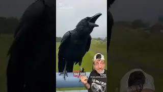 One of the intelligent bird, but religious wise the are evil which is not true in mandingka