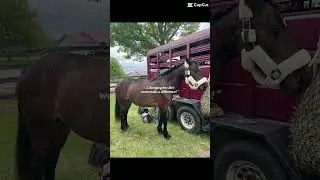 #connemara #horse #equestrianjourney #dressagepony #equestrian #fypシ゚viral #trending