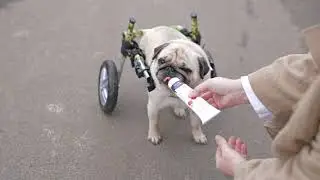 A day in the life of Puggy Smalls x LOONAWELL (organic dog food)