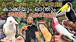 Expensive pets & birds from dubai/ Rare & verity birds in Dubai/verity mutations