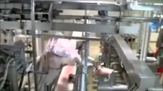 modern slaughter house....مصنع الي لسلخ وتقطيع اللحوم ..