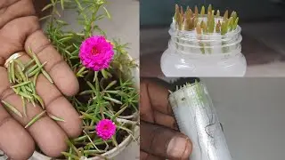 How to grow portulaca plant from single leaf in water _ moss rose flower _ Garden ideas and tips