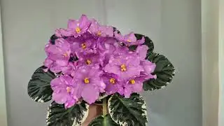 Сенполія (фіалка)Rivermist Beguiling 