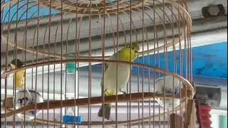 Khuyên Mái Tơ Te Cực Dâm Kích Chim TRống Nghe Không Chịu Được Phải Bật Líu Kích Chim Thi Hiệu Qủa 1