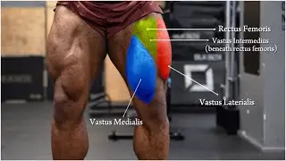 THE PERFECT LEG WORKOUT TO BUILD BIG STRONG LEGS | My Top Tips