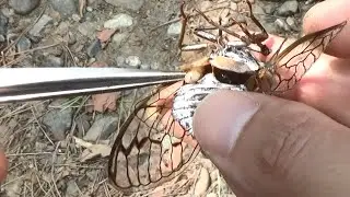 セミのお腹から寄生ウジ虫を引きずり出す！！！！pull out maggot from cicada