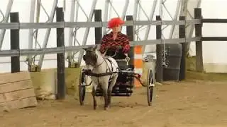 Mini Horses pulling carts