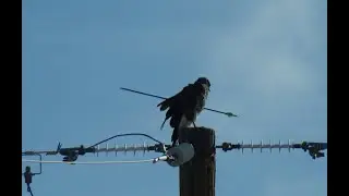 Phoenix rescue group saves hawk shot with arrow