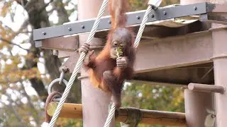 ホッピーたちの朝食（Hoppy's breakfast）　多摩動物公園　オランウータン　202211