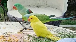 Yellow Ringneck Parrot in Parrot Paradise!❤️